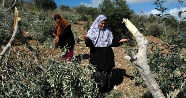 المستوطنون يقطعون 50 شجرة زيتون شرق يطا بالخليل