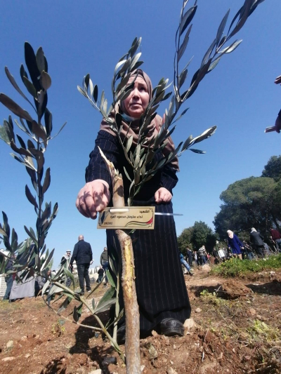غرس أشتال زيتون باسم الشهداء في بيت لحم إحياء ليوم الشهيد
