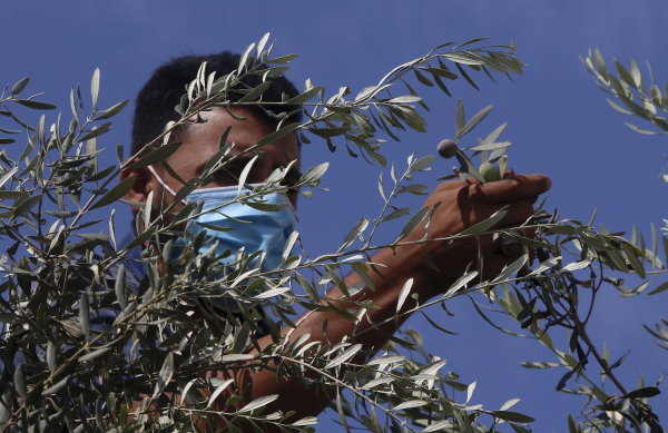 إطلاق حملة لمساندة المزارعين في قطف الزيتون بالمناطق المهددة بالاستيطان والمصادرة في سلفيت