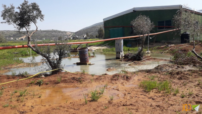 مستوطنون يدمرون أشتال زيتون وشبكات مياه في نابلس