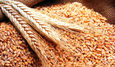 مزارعو قمح البقاع يطالبون بضم مؤسساتهم إلى قرار الإعفاء من الإقفال