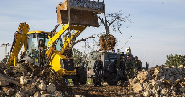 مستوطنون يقتلعون أشتال الزيتون في البقعة شرق الخليل بحماية جيش الاحتلال