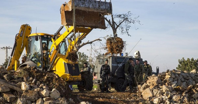 مستوطنون يقتلعون أشتال الزيتون في البقعة شرق الخليل بحماية جيش الاحتلال