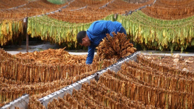 قطاع العمال المركزي في الحزب الشيوعي اللبناني: معاً لدعم مزارعي التبغ